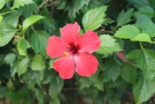 扶桑花
