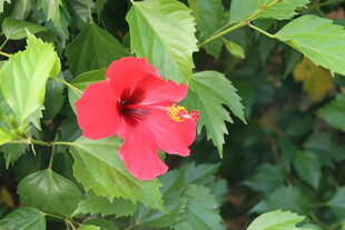 扶桑花