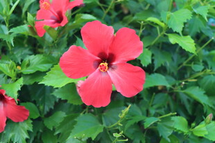 扶桑花