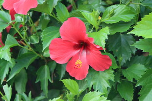 扶桑花