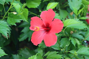 扶桑花