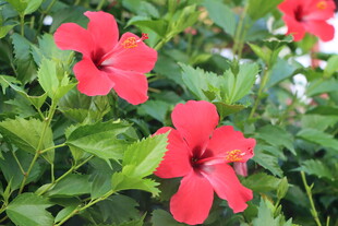 扶桑花