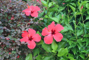 扶桑花