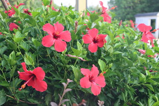 扶桑花
