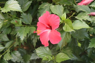 扶桑花