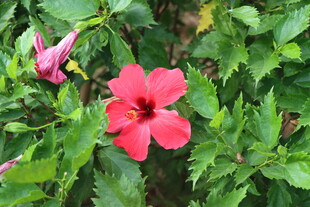 扶桑花