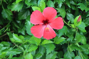 扶桑花