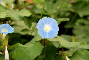 蓝色牵牛花