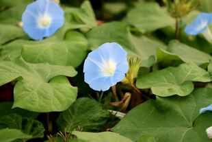 蓝色牵牛花