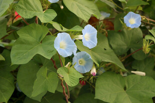 蓝色牵牛花