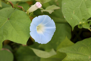 蓝色牵牛花