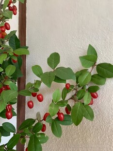 羊奶果 