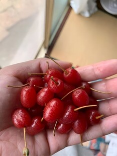 羊奶果