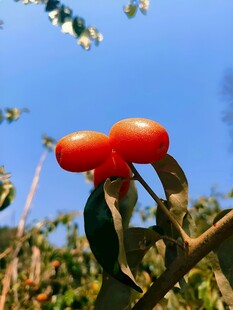 羊奶果