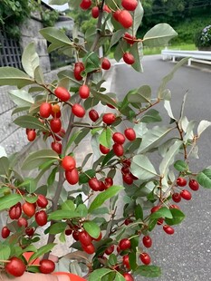 羊奶果 