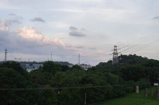 郊野树林