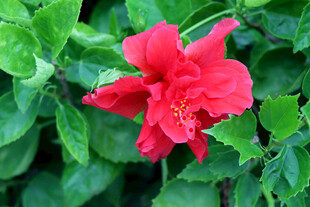 扶桑花