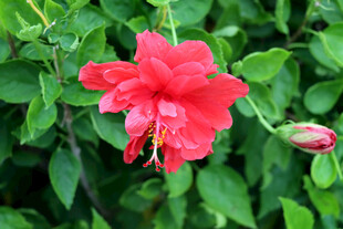 扶桑花
