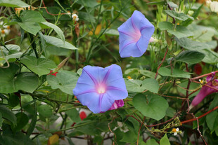 蓝色牵牛花