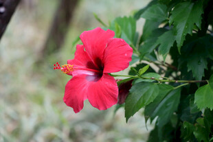 扶桑花