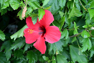 扶桑花