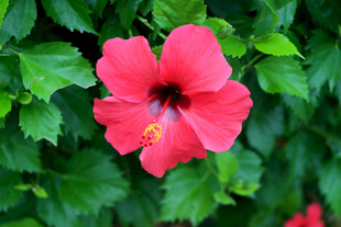 扶桑花