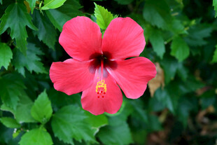 扶桑花