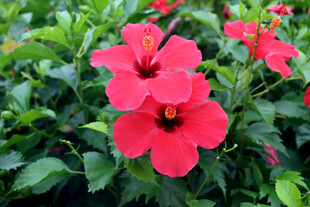 扶桑花