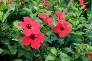 扶桑花