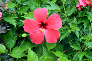 扶桑花