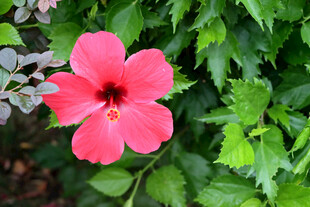 扶桑花