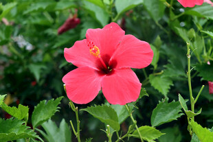 扶桑花