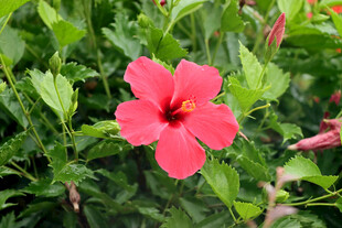 扶桑花