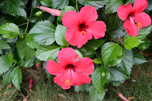 扶桑花