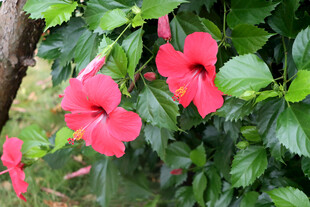扶桑花
