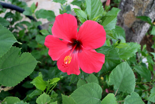 扶桑花