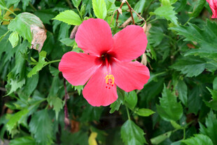 扶桑花