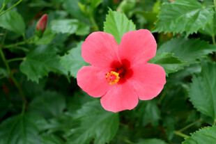 扶桑花
