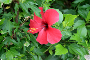 扶桑花