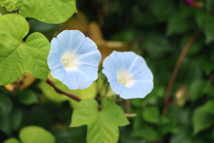 蓝色牵牛花