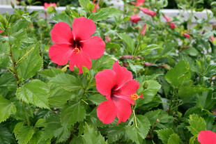 扶桑花