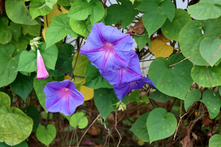 牵牛花