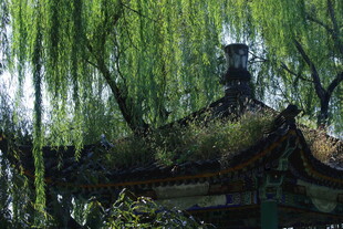 公园风景 