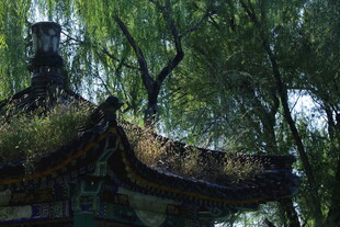 公园风景 
