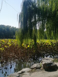 公园风景  