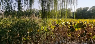 公园风景 
