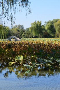 公园风景 