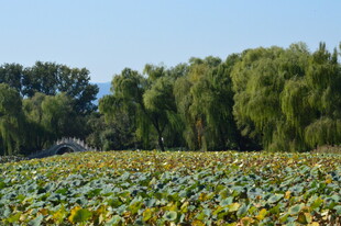公园风景  