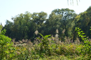 公园风景  