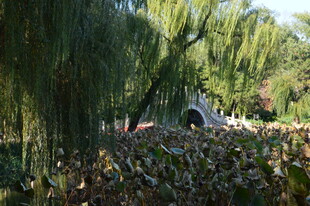 公园风景  